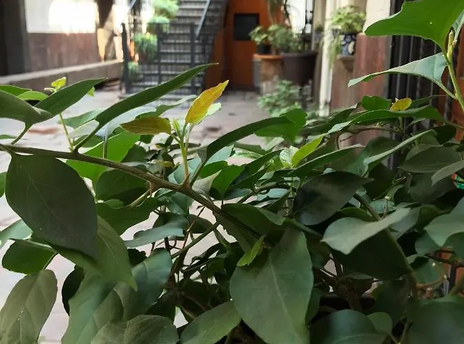 Casa Mesones Mexico City